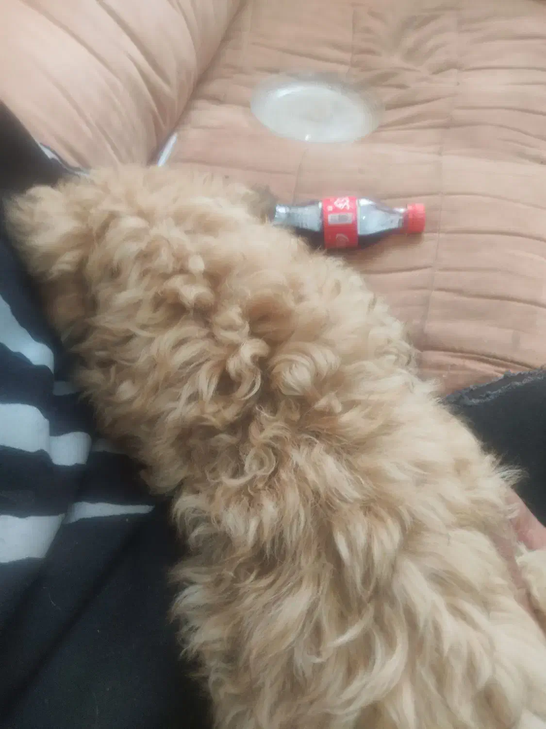 پودل کراس امشب ۳۵۰۰|سگ|پرند, فاز ۶|دیوار