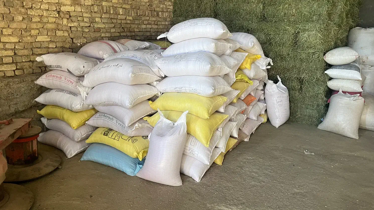 گندم اصلاح شده پیشگام۲۷تومن|خدمات باغبانی و درختکاری|شراء, |دیوار