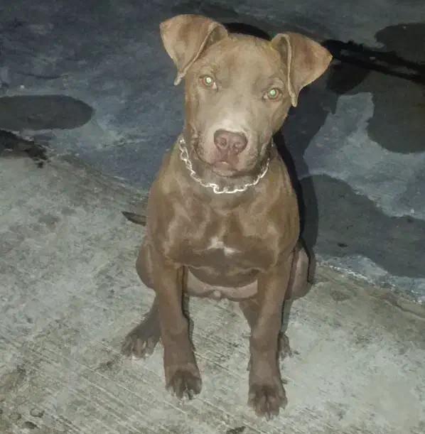 پیتبول،پیت بول|سگ|مشهد, شهید معقول|دیوار