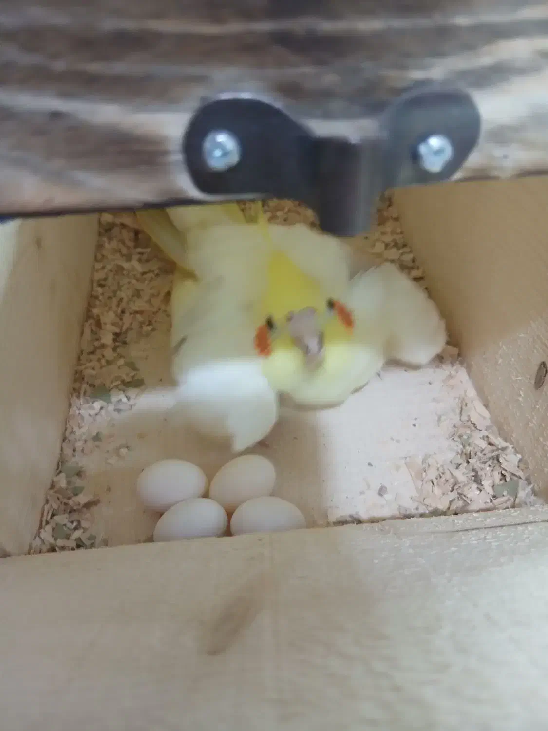 عروس با تخم|پرنده|بندرعباس, |دیوار