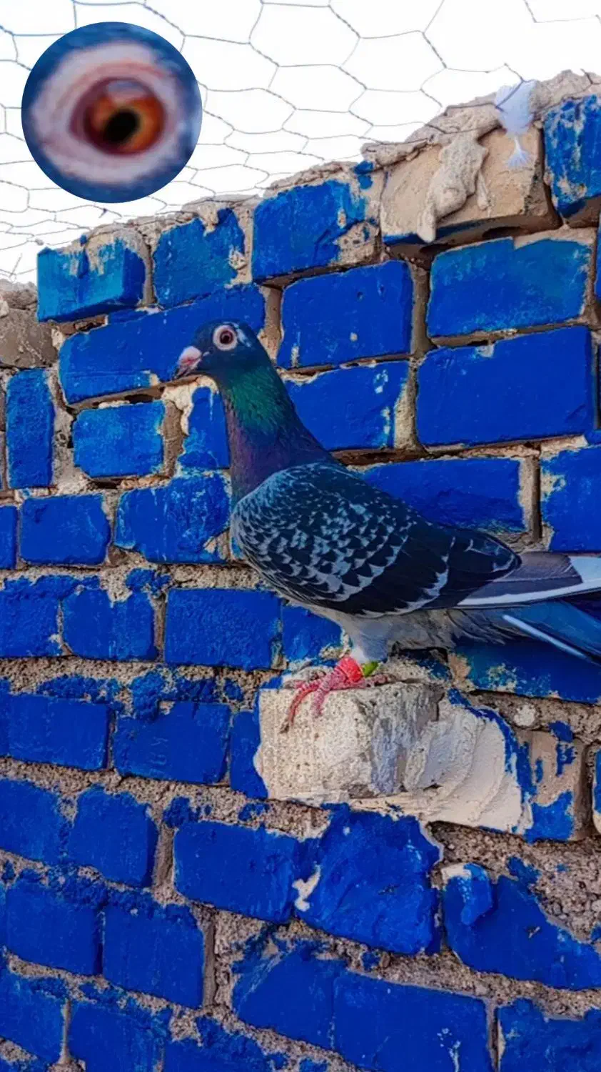 کبوتر پرنده ماده پلاکی درجه یک|پرنده|کارون, |دیوار
