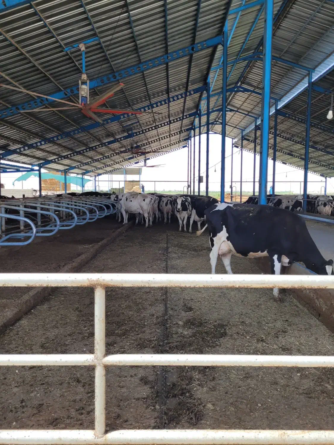 کارگر گاوداری برای شیردوشی|استخدام صنعتی، فنی، مهندسی|ارومیه, |دیوار