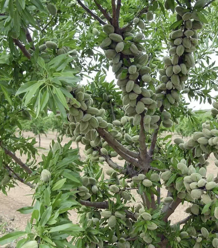 نهالستان گردو و بادام های دیرگل و پربار پالیز|خدمات باغبانی و درختکاری|قم, آرامستان بهشت معصومه|دیوار