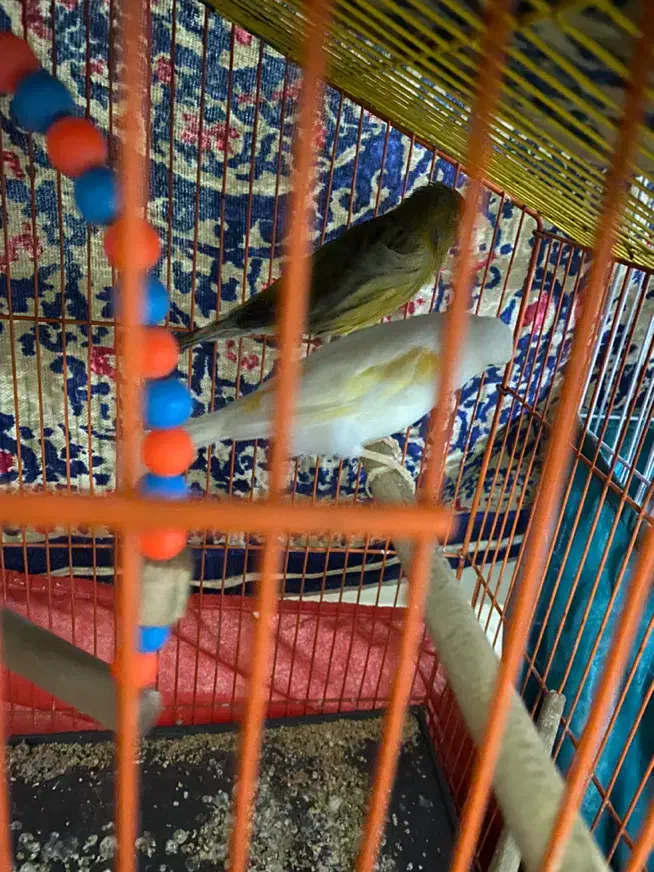 قناری|پرنده|یزد, |دیوار