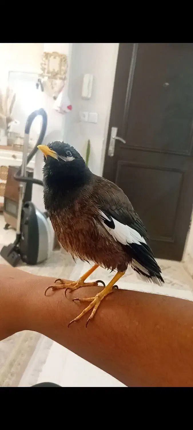 مرغ مینا سخنگو|پرنده|پاکدشت, پاکدشت (مامازند)|دیوار