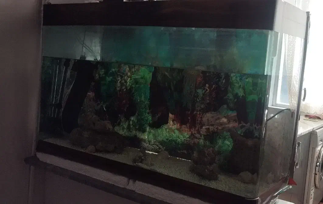 اکواریوم با وسایل|ماهی|مشکین‌دشت, |دیوار