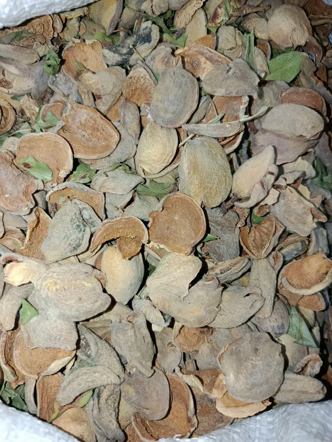 پوست بادام|عمدهفروشی|اسکو, |دیوار