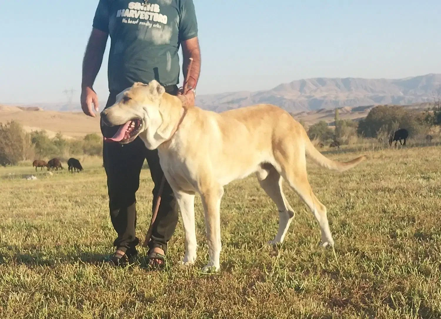 فروش سگ|سگ|میانه, |دیوار