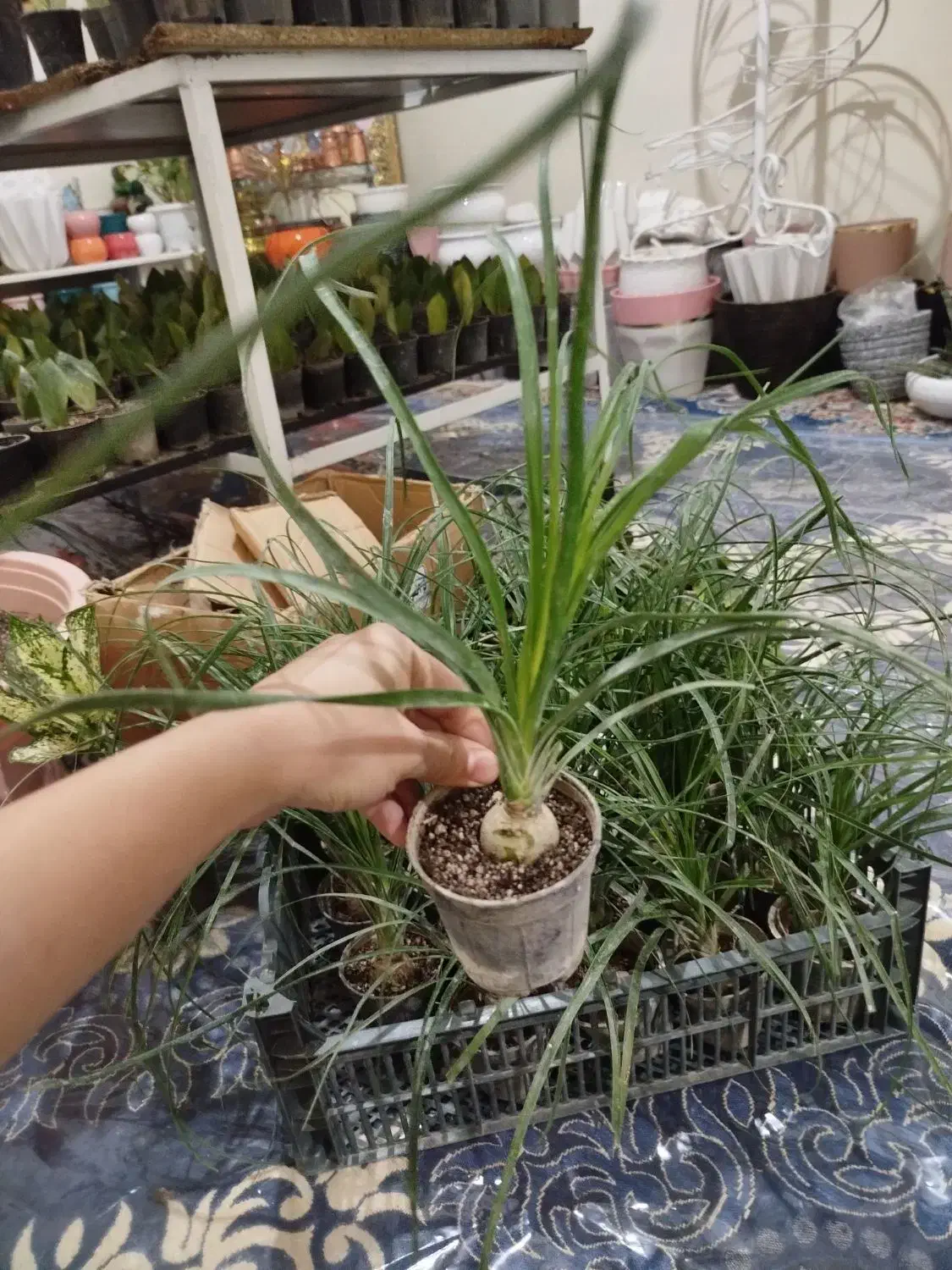 گل و گیاه خاص|گل و گیاه طبیعی|مراغه, |دیوار