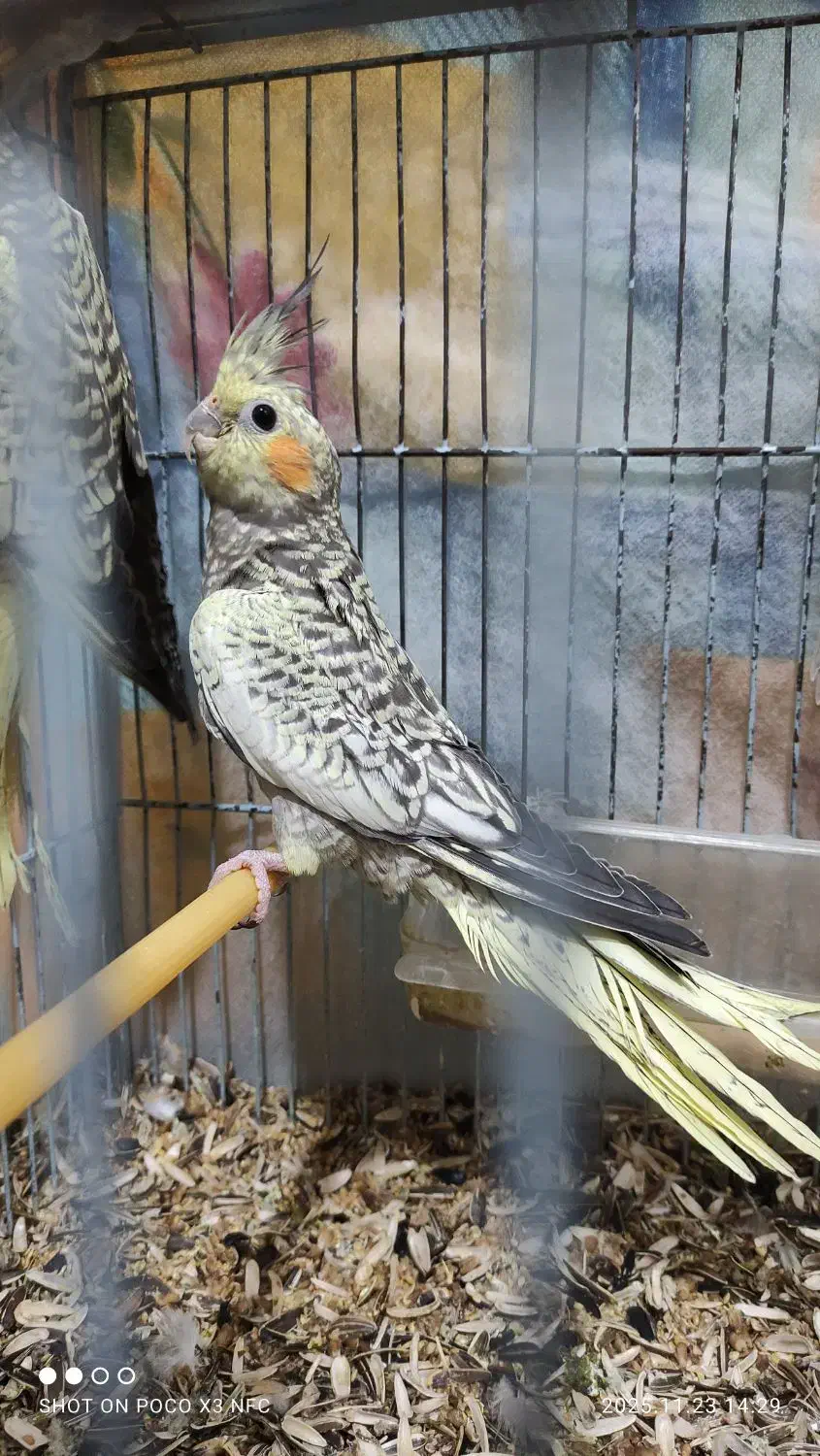 عروس هلندی|پرنده|آزادشهر, |دیوار