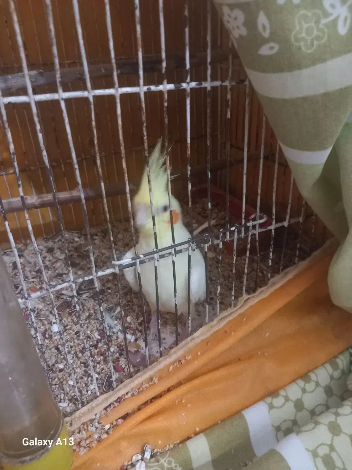 عروس هلندی|پرنده|قیدار, |دیوار