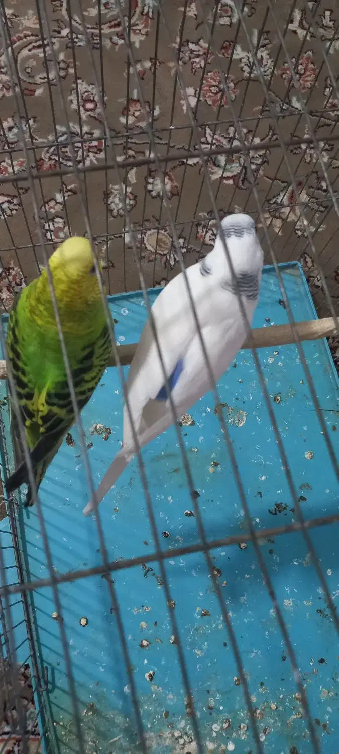 یک جفت مرغ عشق ماده|پرنده|پاکدشت, پاکدشت (مامازند)|دیوار