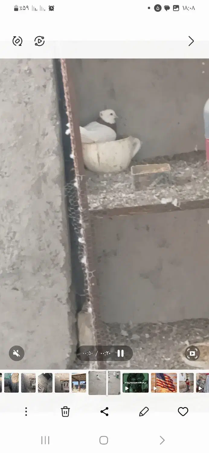 کفتر طوقی نر|پرنده|میناب, |دیوار