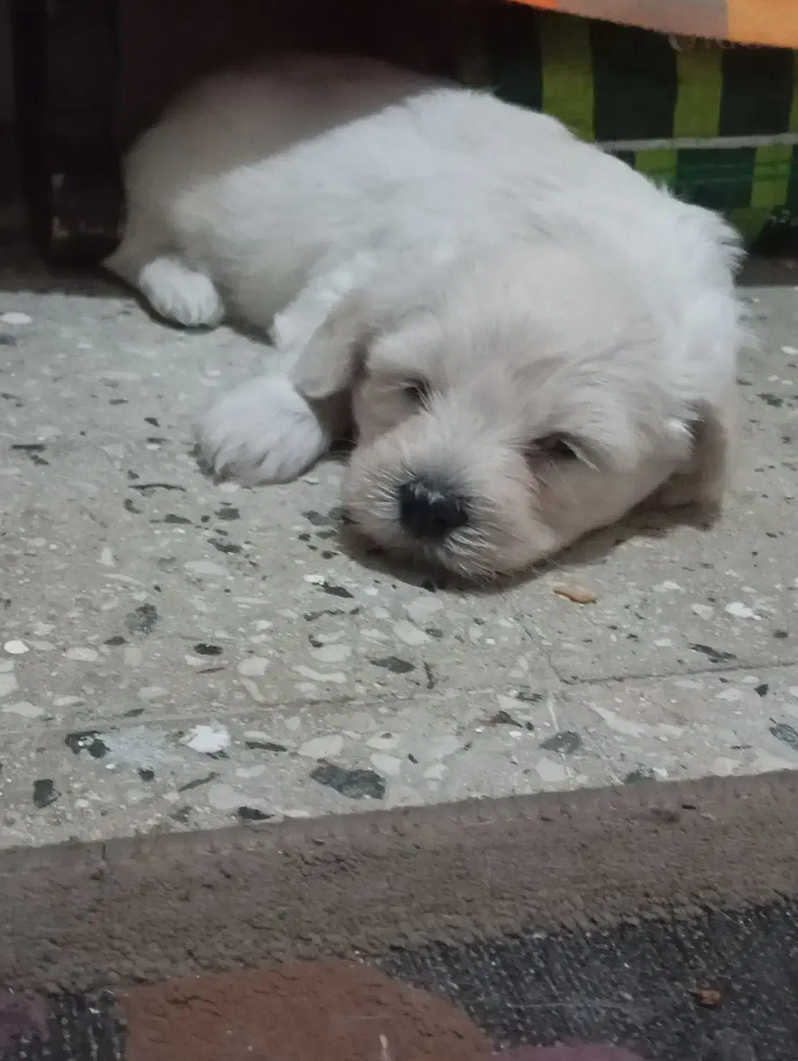 توله شیتزو|سگ|آبادان, |دیوار