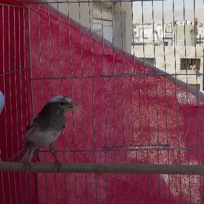 قناری نر سفیدطوسی معاوضه با قناری نر|پرنده|شیراز, دشت چنار|دیوار
