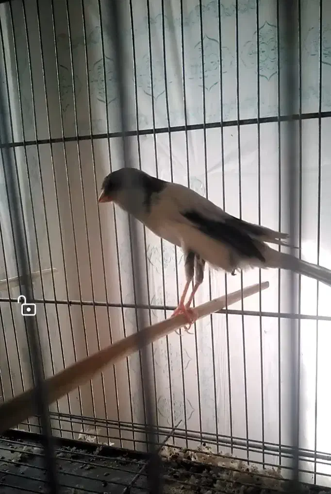 قناری کشیده بلند نر|پرنده|شهرضا, |دیوار