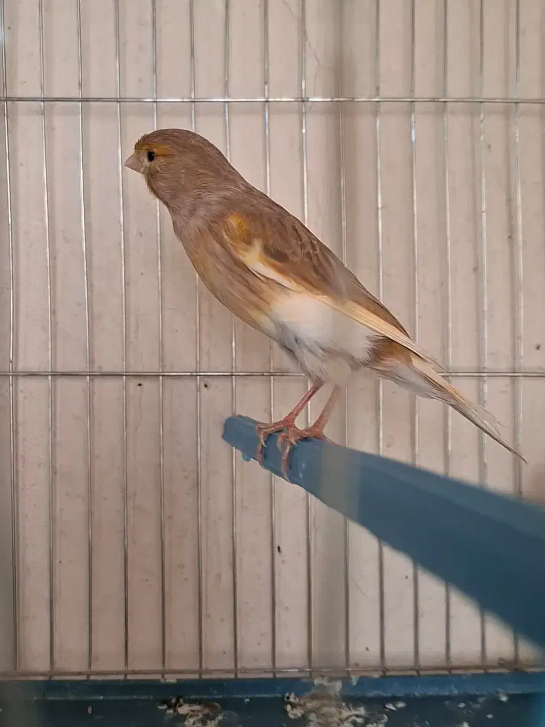 دوعدد ماده قناری ابلغ اهویی جفت خور سهره|پرنده|شیراز, پودنک|دیوار