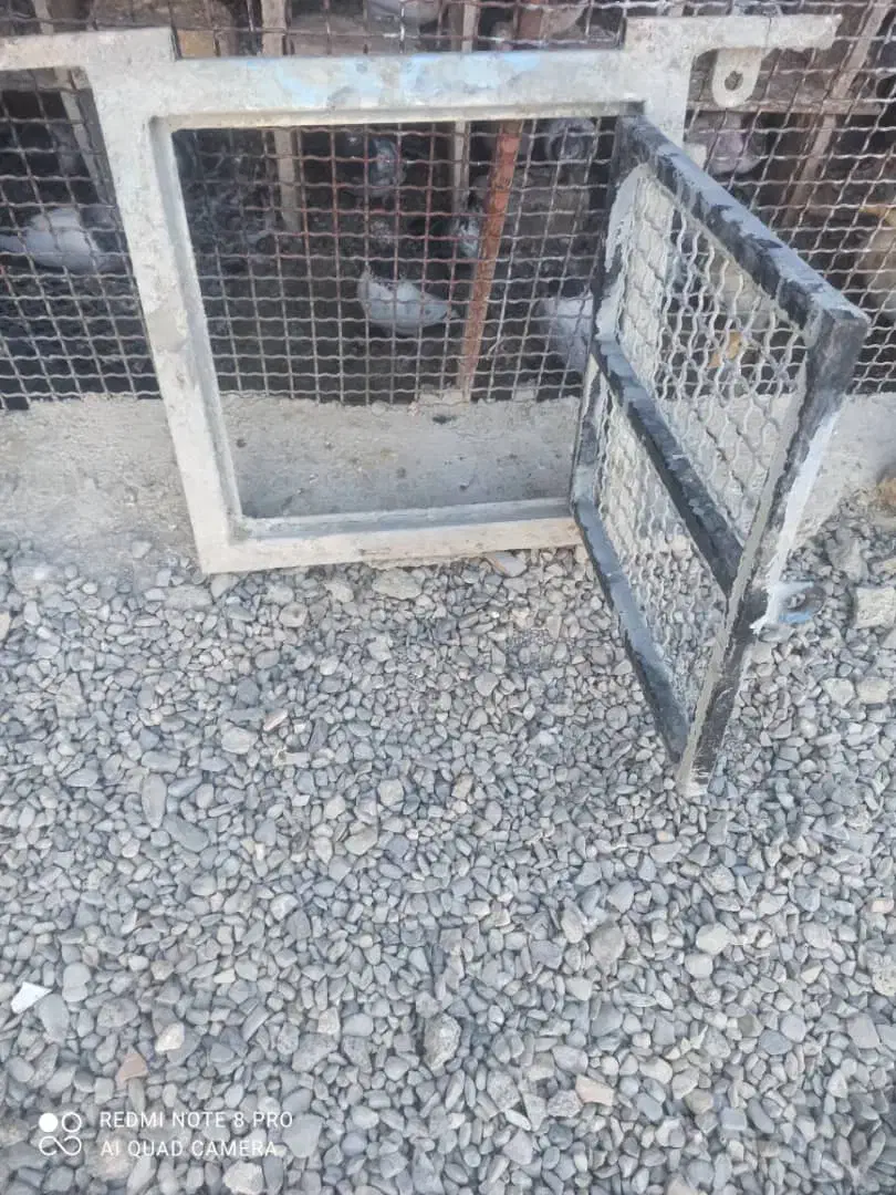 در آغول|لوازم جانبی حیوانات|ایرانشهر, |دیوار