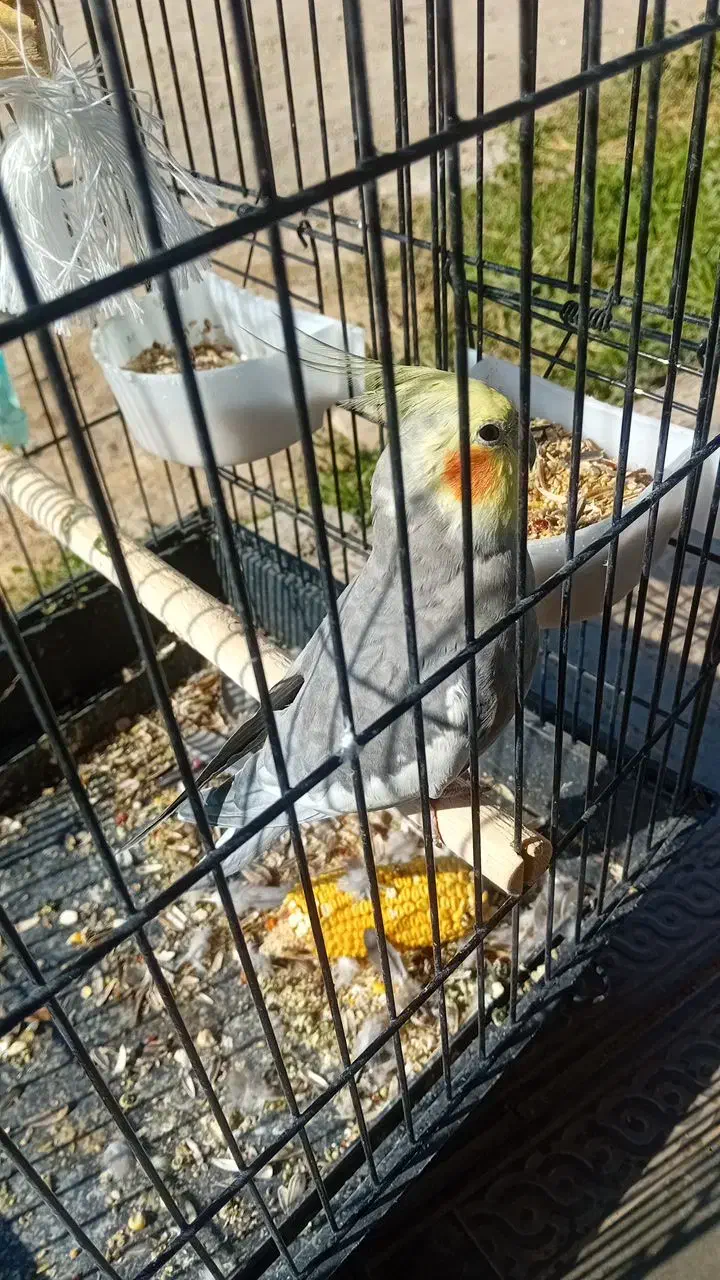 عروس هلندی|پرنده|جوین, |دیوار