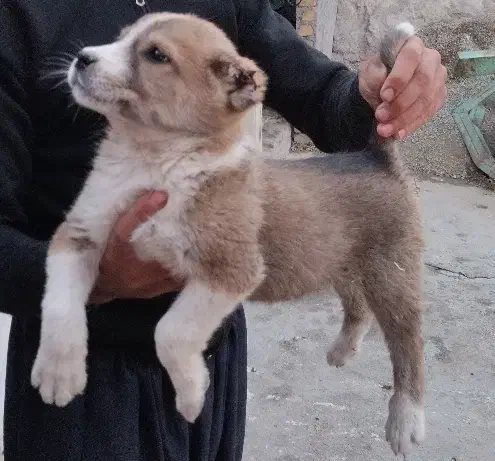 سگ سرابی|سگ|بیستون, |دیوار