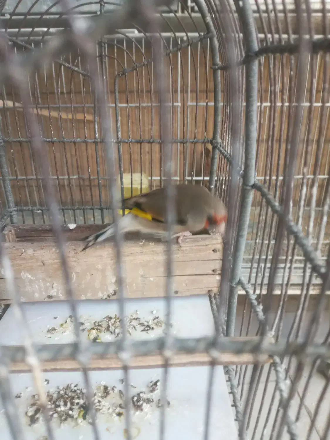 سهره|پرنده|بومهن, |دیوار