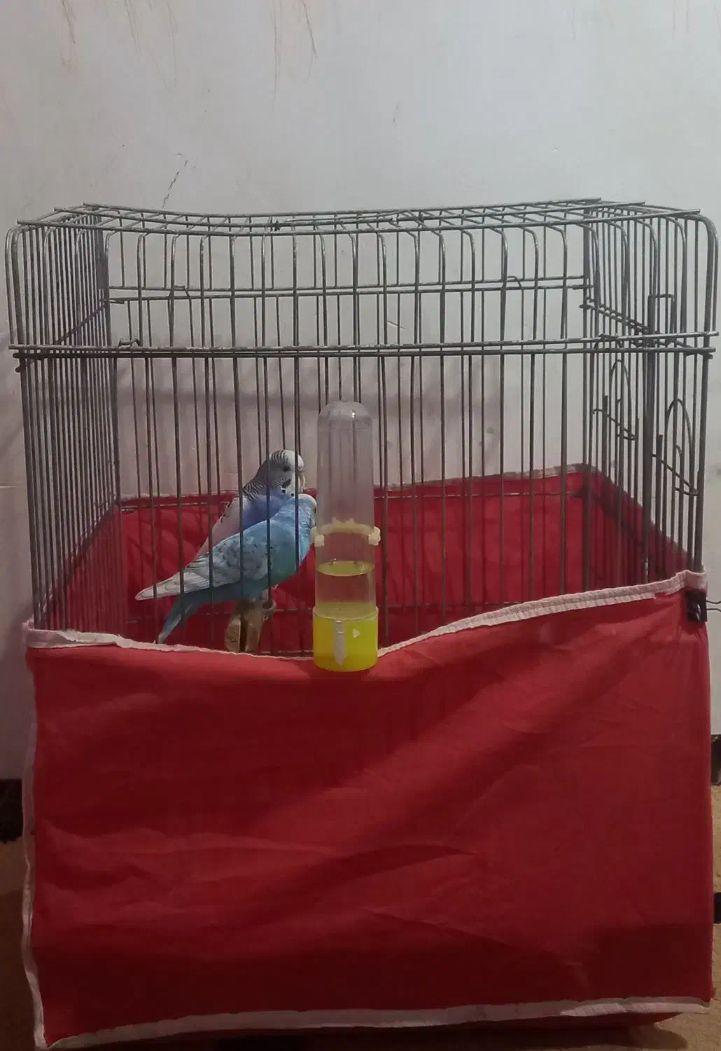 مرغ عشق|پرنده|آزادشهر, |دیوار