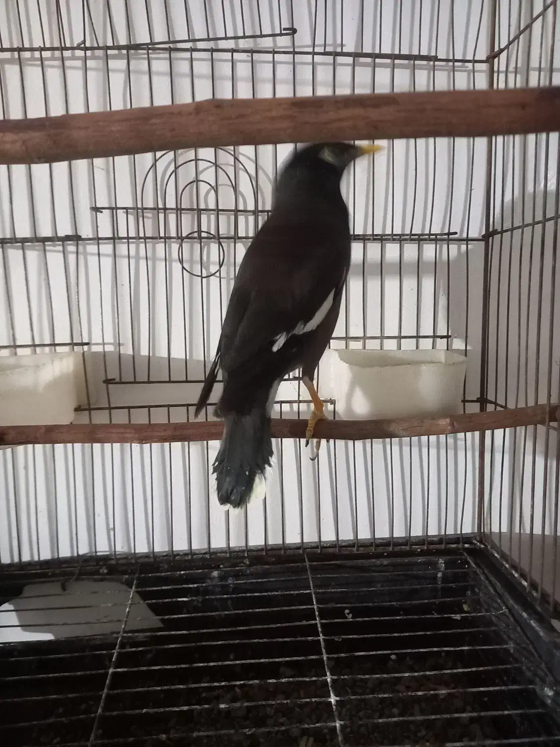 مینا سخنگو|پرنده|نکا, |دیوار