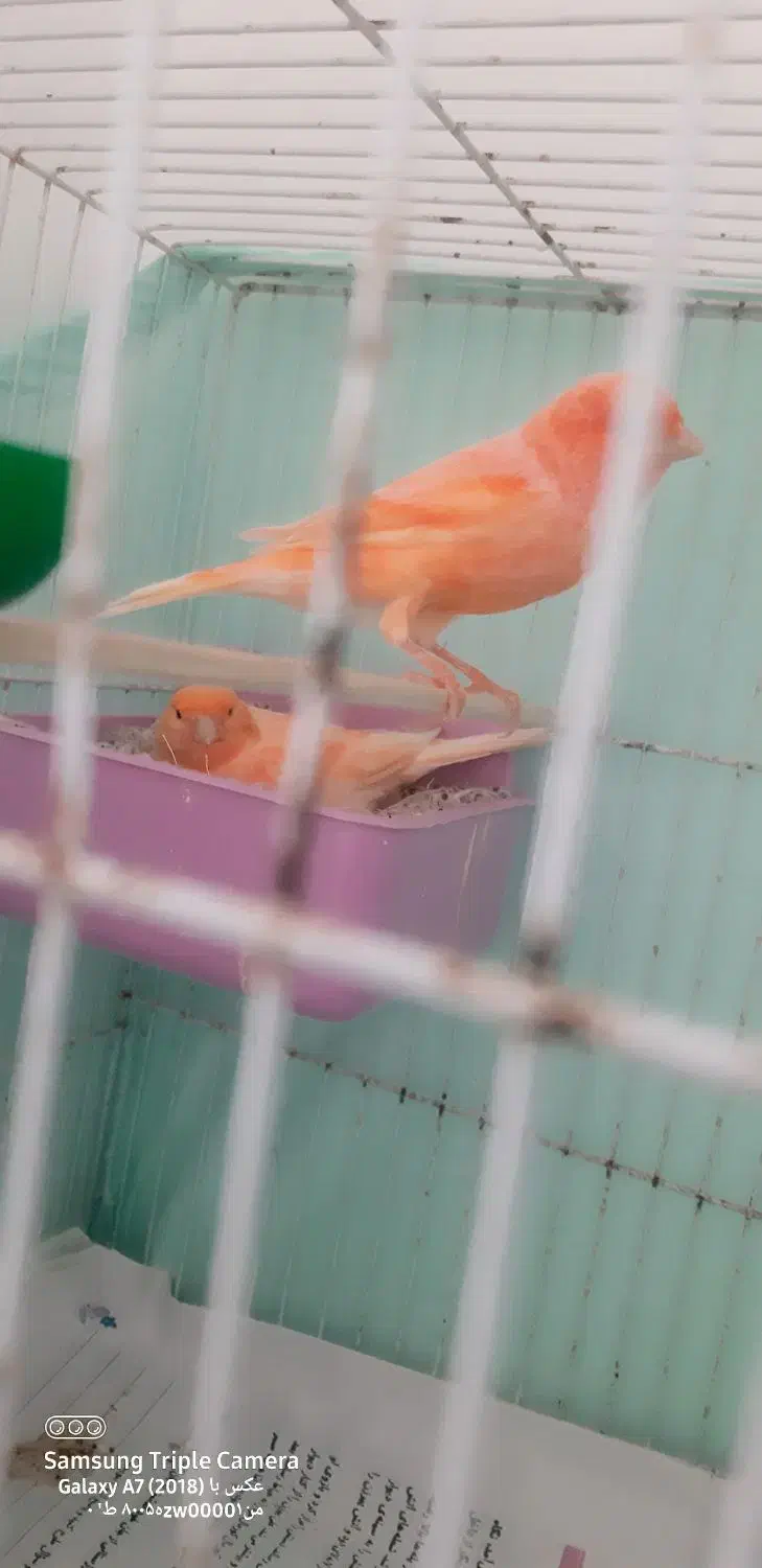 پرنده|پرنده|بندرعباس, |دیوار