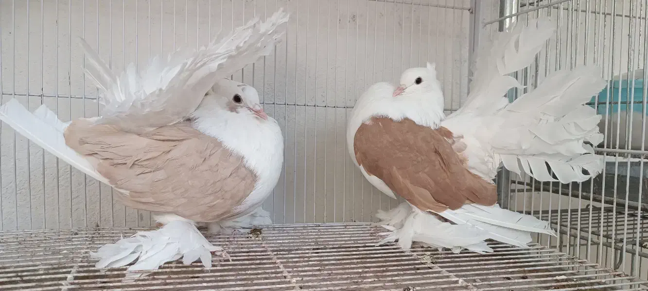 جفت چتری دوکت امریکایی زینتی|پرنده|قم, مسجد امام حسن|دیوار