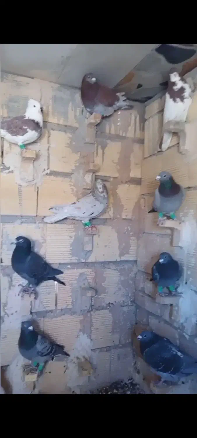 فروش کبوتر|پرنده|ابرکوه, |دیوار