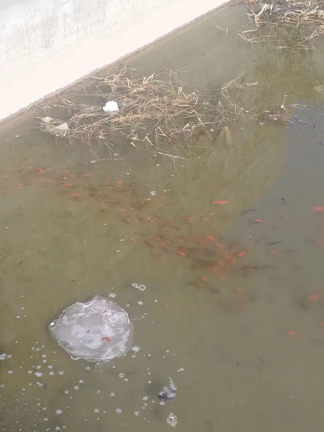 فروش ماهی|ماهی|میانه, |دیوار