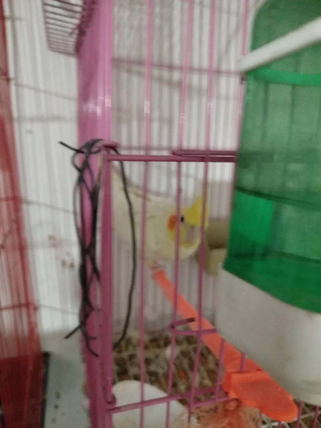 عروس هلندی ماده لوتینو|پرنده|زاهدان, |دیوار