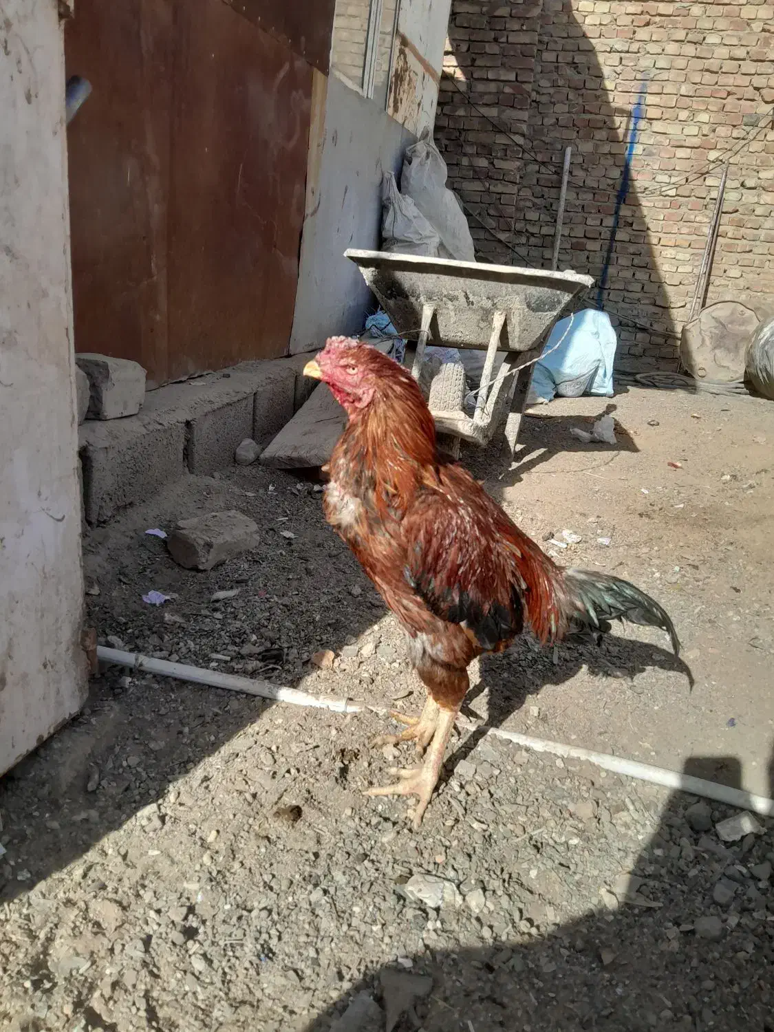 خروس لاری و جوجه لاری|حیوانات مزرعه|زاهدان, |دیوار