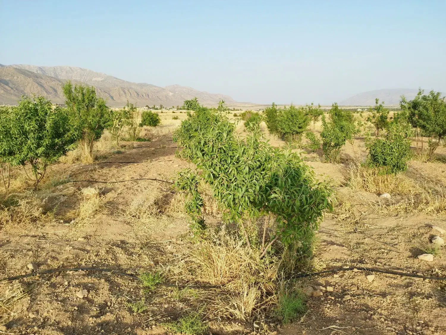 فروش باغچه 3500متری واقع در شبانکاره میمند|فروش زمین و ملک کلنگی|شیراز, عادل آباد|دیوار