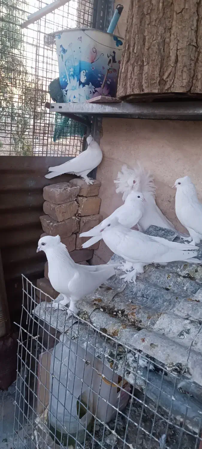 کبوتر شامپیون و سفید کاکلی پرشی|پرنده|کاشان, راوند|دیوار