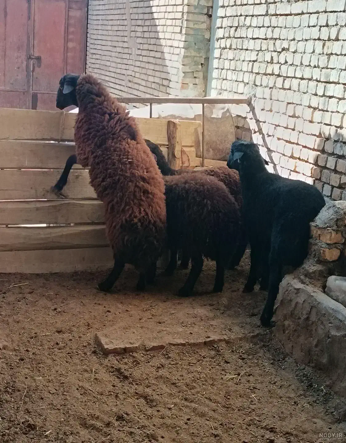 فروش ۲عددبره ویک عددبزعاله نر|حیوانات مزرعه|قم, کاسه گران|دیوار