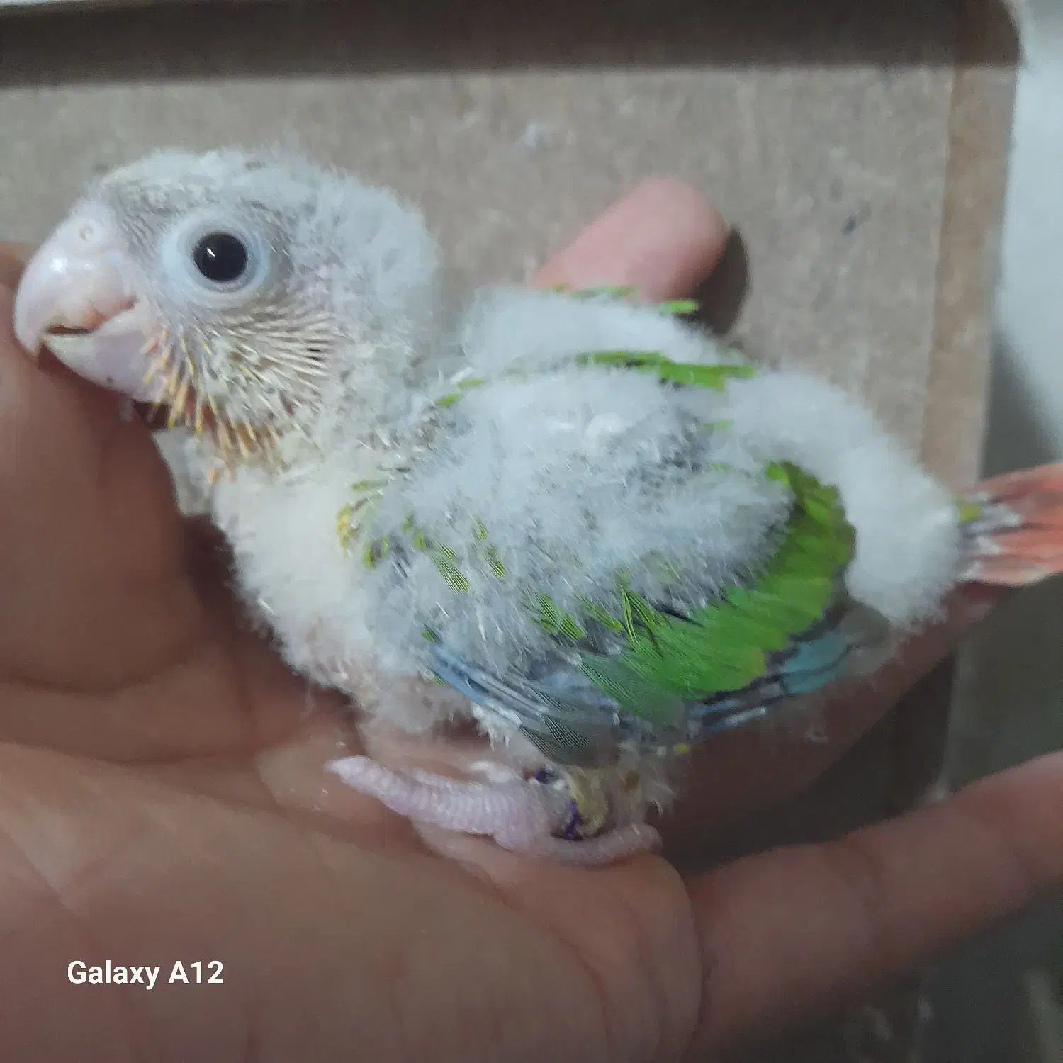 جوجه گرینچیک و جوجه برزیلی|پرنده|بهبهان, |دیوار