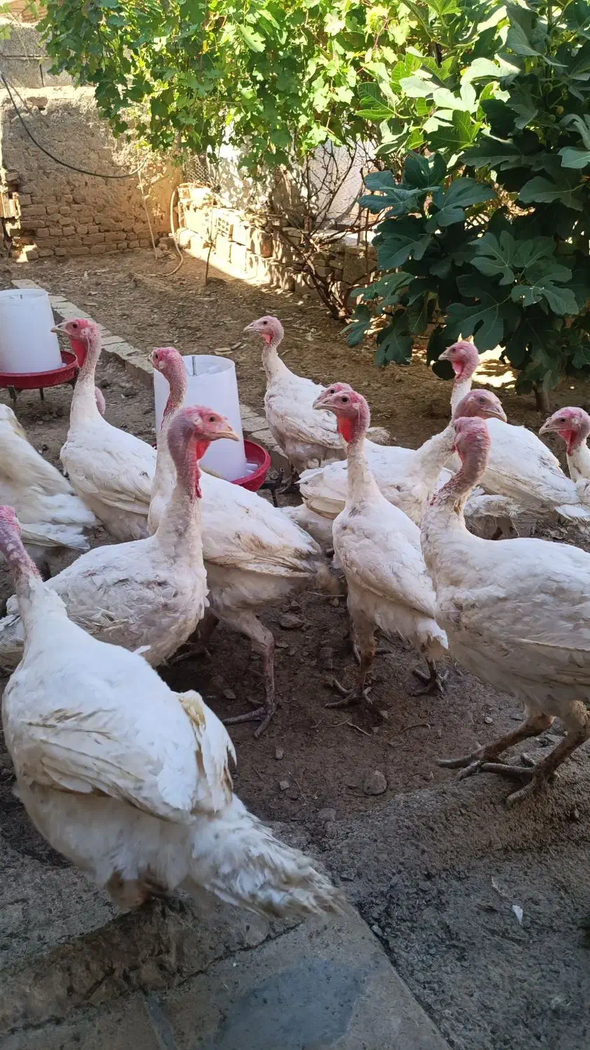 بوقلمون نژاد بیوتی، گوشتی|حیوانات مزرعه|آبدانان, |دیوار