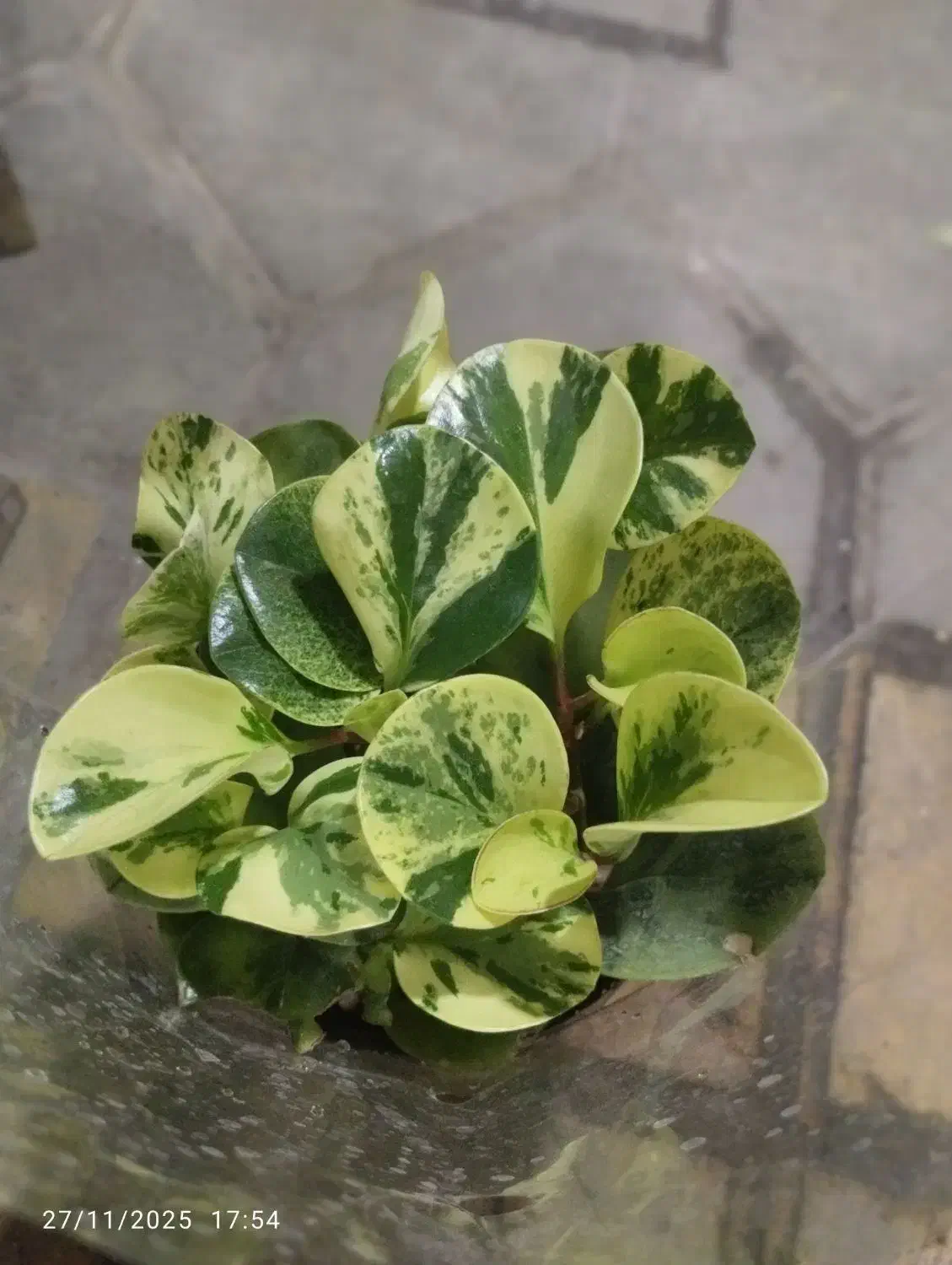 گل‌های آپارتمانی|گل و گیاه طبیعی|تهران, هاشمی|دیوار