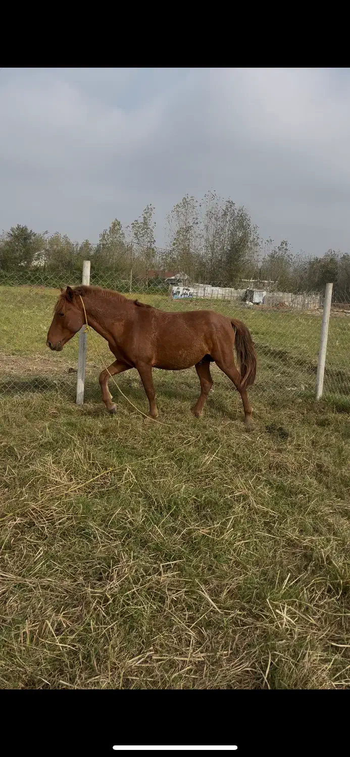 اسب|اسب و تجهیزات اسبسواری|پیربازار, |دیوار