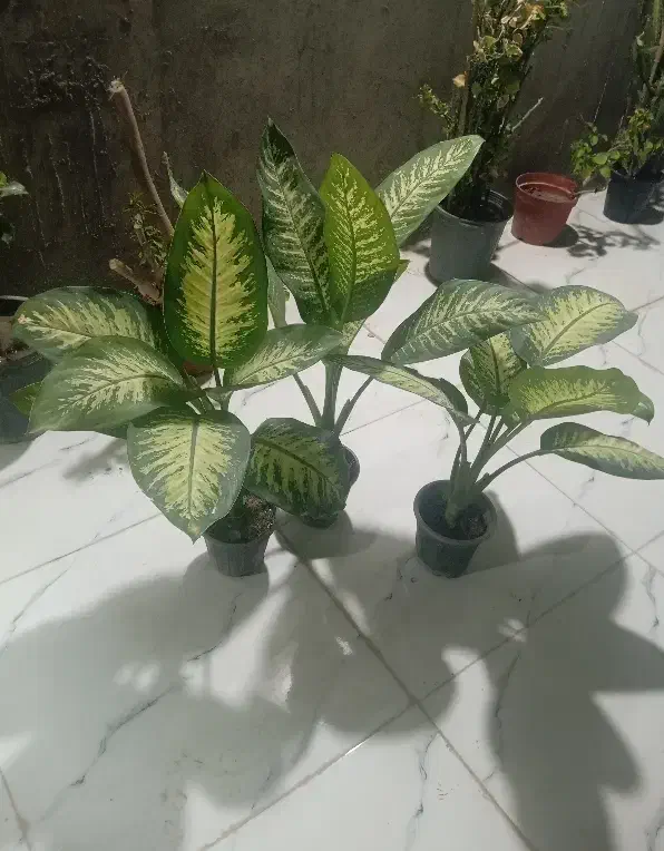 گل طبیعی دیفن باخیا|گل و گیاه طبیعی|قشم, |دیوار