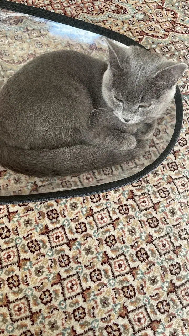 فروش یک عدد گربه نژاددار|گربه|مراغه, |دیوار