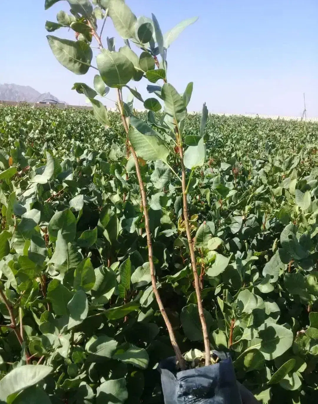 کبوده|گل و گیاه طبیعی|قزوین, |دیوار