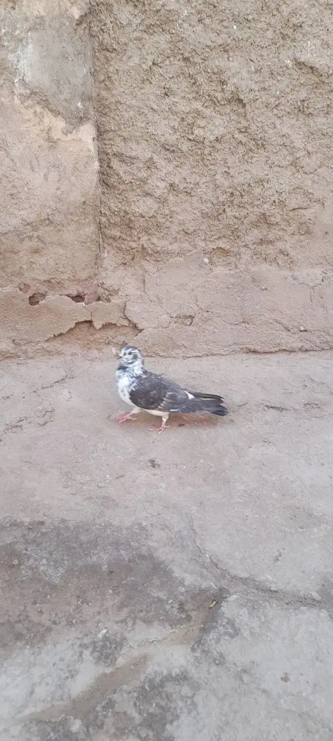 کبوتر|پرنده|زاهدان, |دیوار