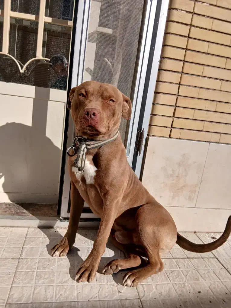 واگذاری سگ پیت بول قیمت۱۶ت|سگ|آباده, |دیوار