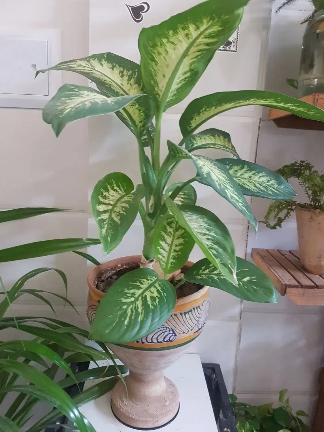 گل اپارتمانی|گل و گیاه طبیعی|اصفهان, پینارت|دیوار