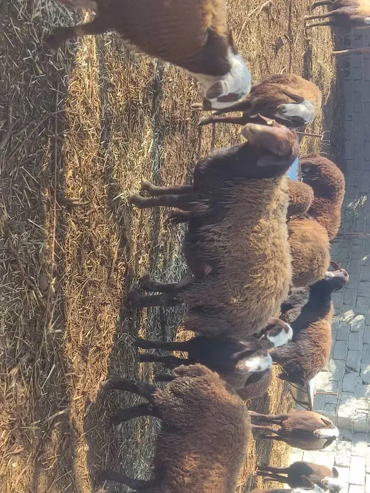 فروش ۵ راس گوسفند بره نر و یک راس قوچ|حیوانات مزرعه|هشتگرد, تهران دشت|دیوار