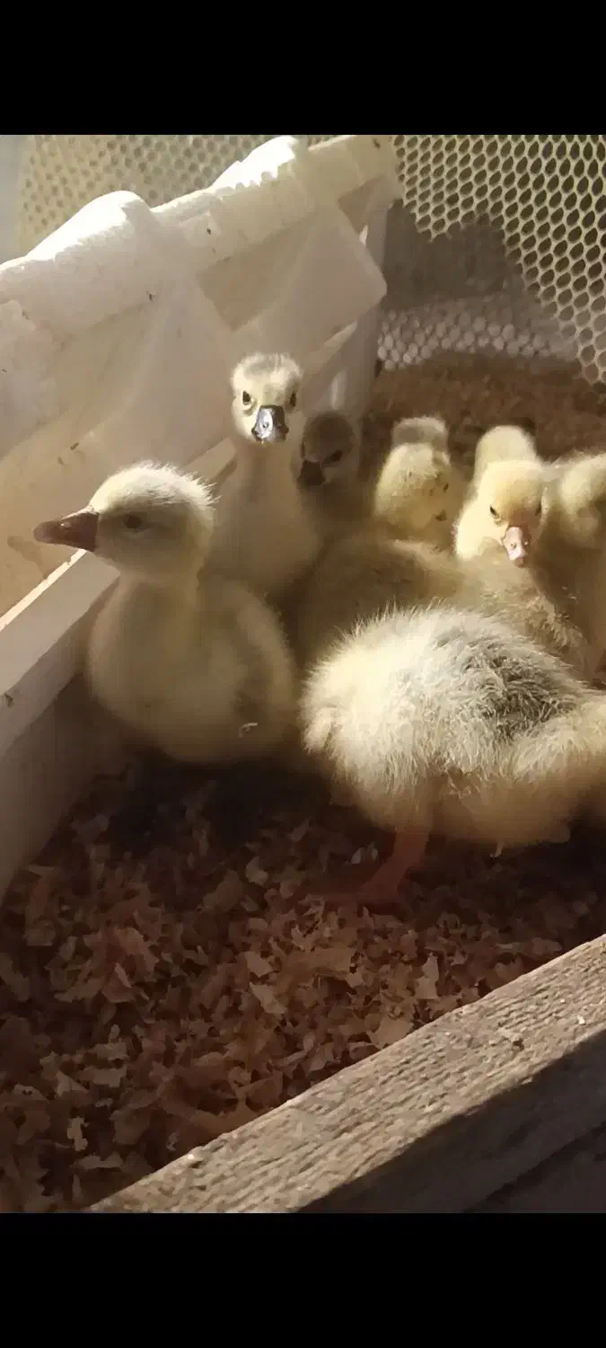 ۱۱عددجوجه غاز۳روزه|حیوانات مزرعه|اسالم, |دیوار