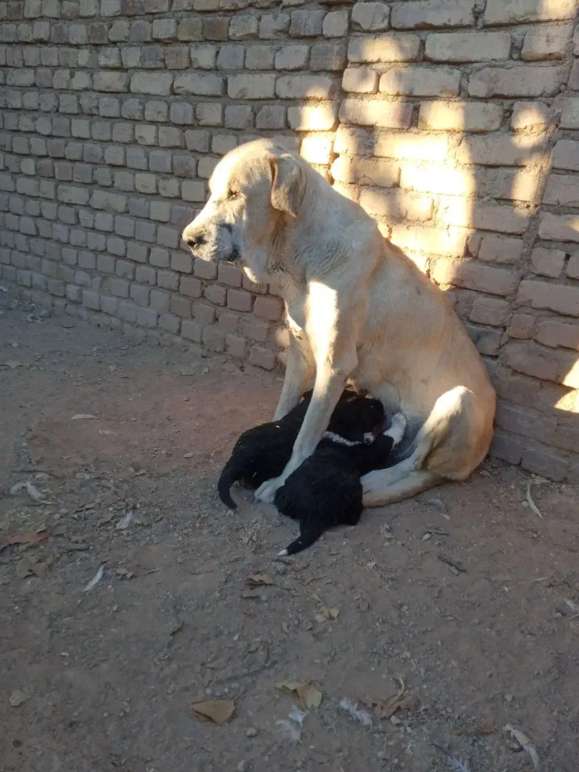 ماده و توله ماده|سگ|کمیجان, |دیوار