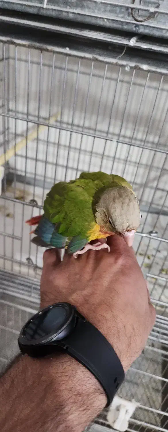 طوطی گرینچیک جوجه|پرنده|نیشابور, شهرک رسولی|دیوار